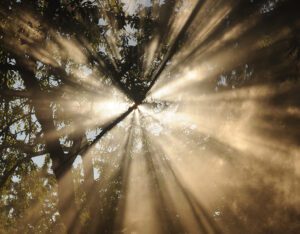 Sunburst throught trees