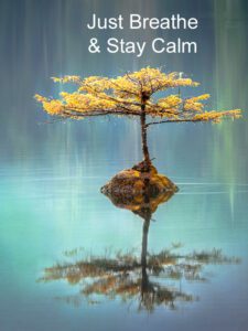 Tree in calm water - just breathe and stay calm.