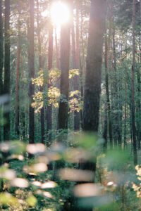 Photo of sun poking through trees