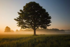 picture of tree in a misty field