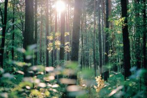 Calm image of sunlight through trees in a forest