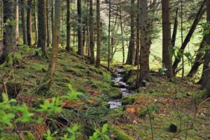 picture of forest with stream runinig through