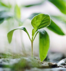 Seed sprouting into an idea