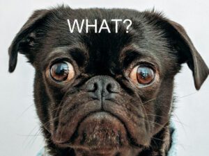 Dog confused by jargon