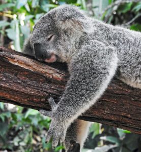 koala bear fast asleep in a tree